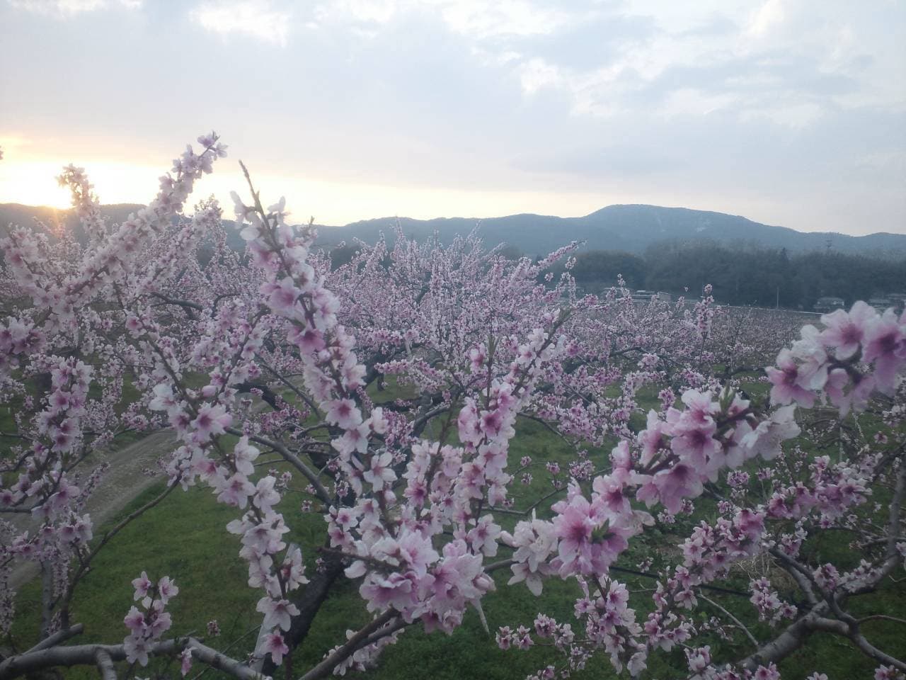 桃の花と朝夕の光