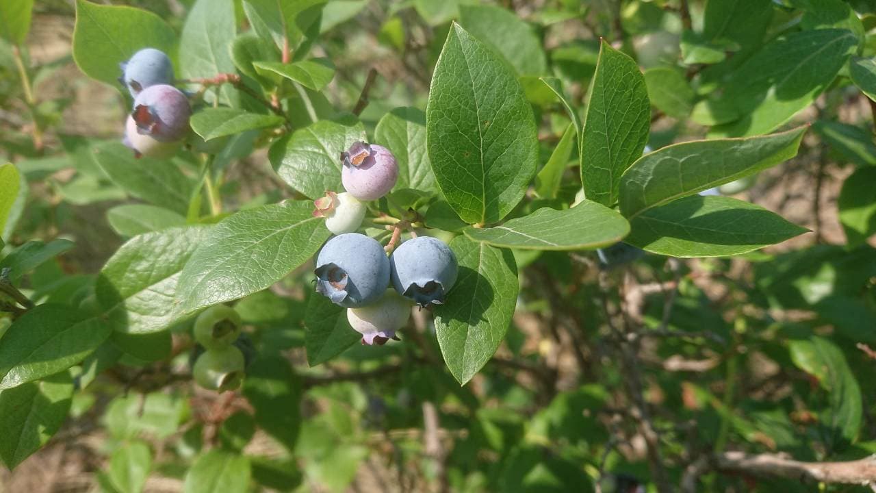 ブルーベリー