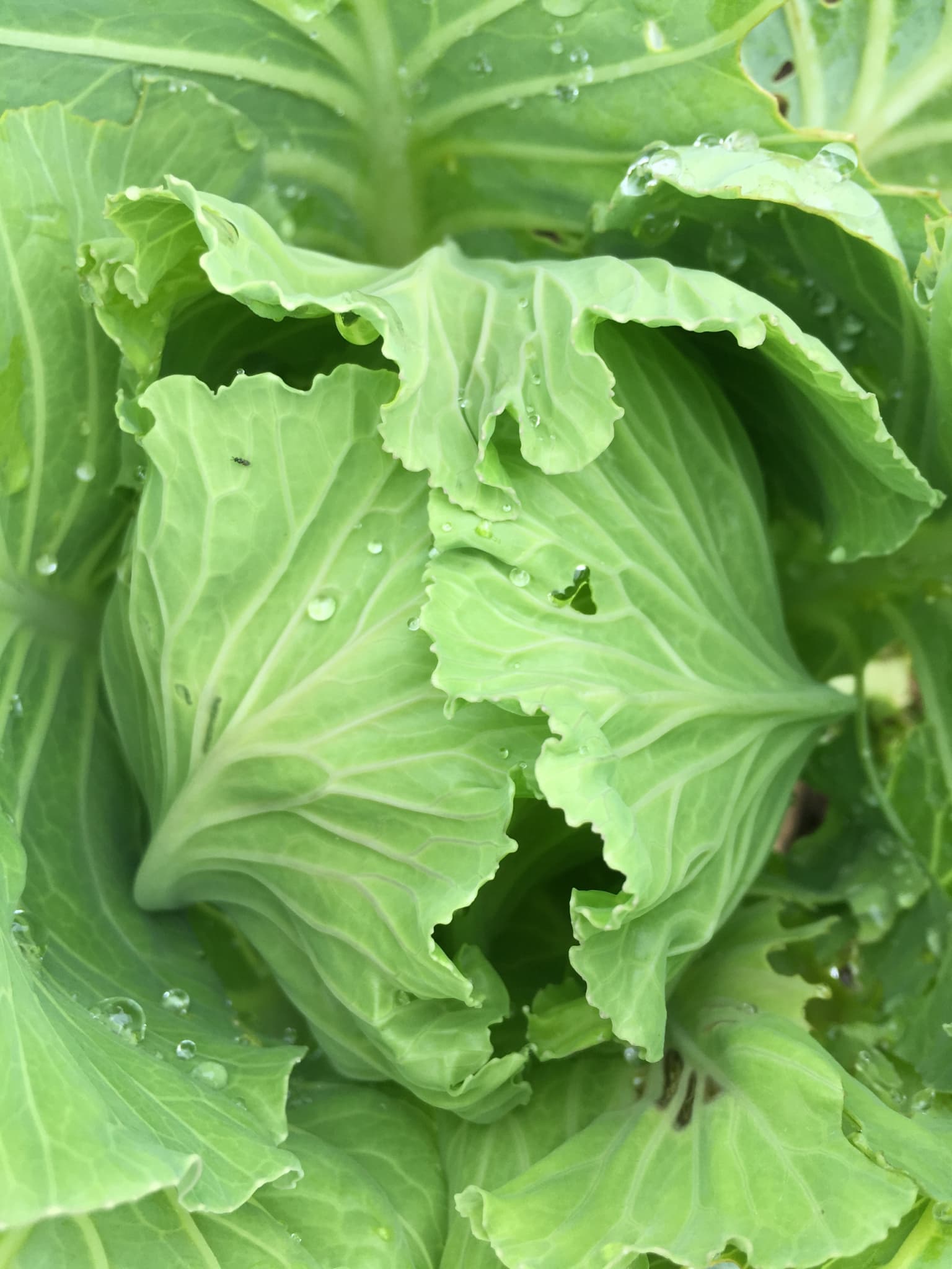 畑の葉物野菜