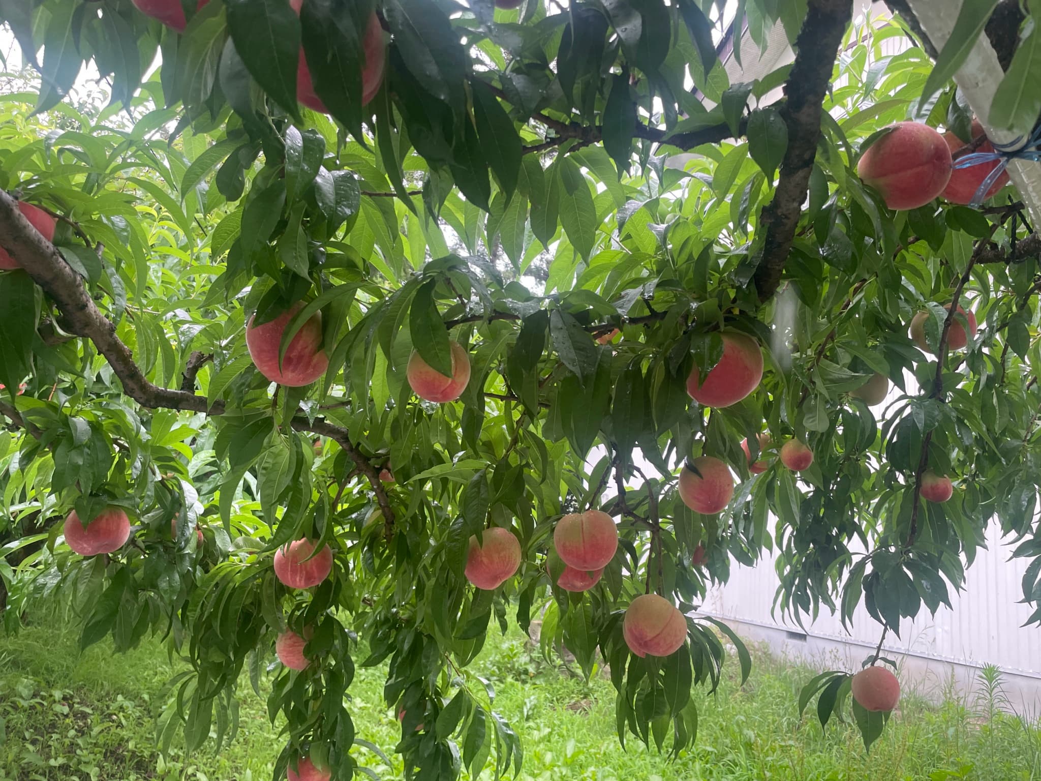 樹上の桃