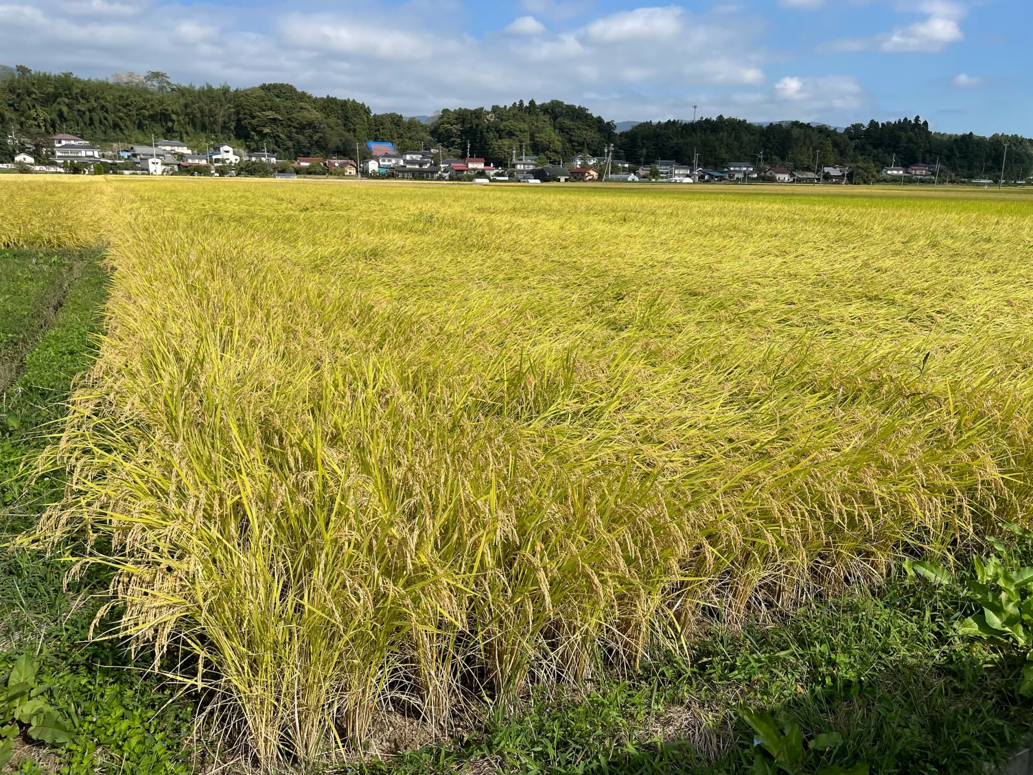 黄金色の稲穂の田んぼ