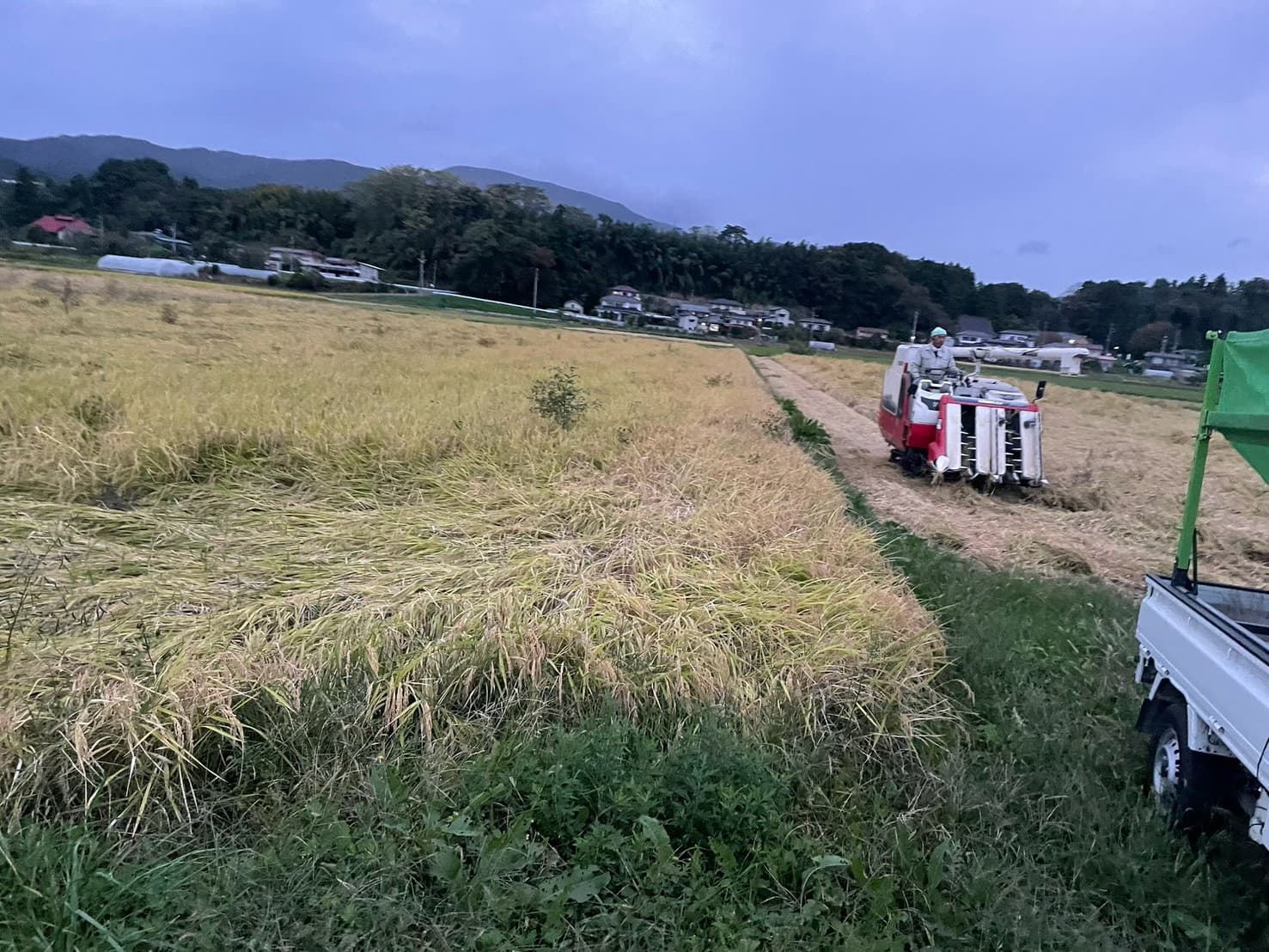 稲刈り